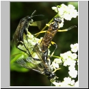 Macrophya montana - Blattwespe 01.jpg